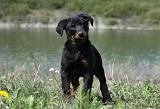 BEAUCERON - PUPPIES 203